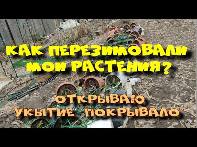 Как перезимовали растения под укрытием "ПОКРЫВАЛО"? смотреть онлайн