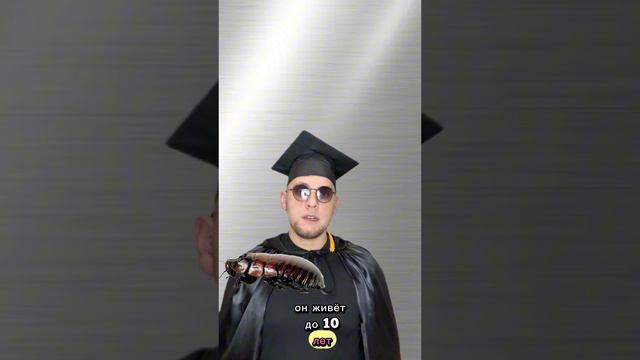 Интересные факты о тараканах 🪳 смотреть онлайн