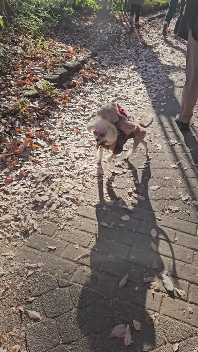 Собачка - моднячка... смотреть онлайн