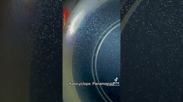 Apocyclops Panamensis #copepods смотреть онлайн