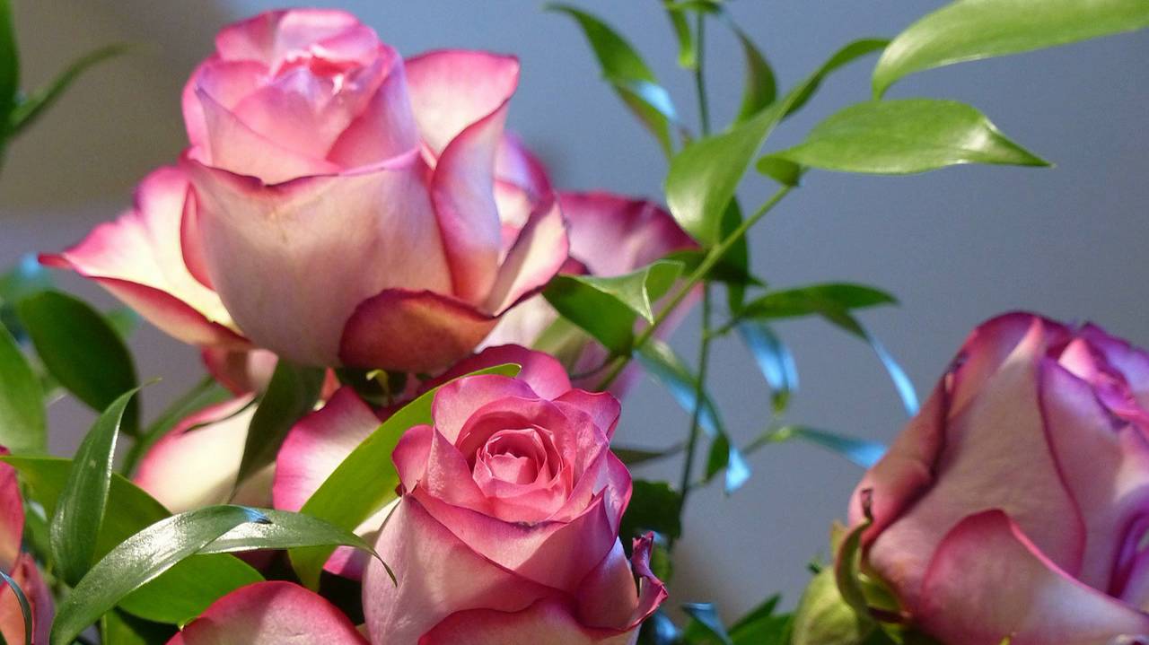 Красивая музыка для души. Распускающиеся цветы. Сборник смотреть онлайн