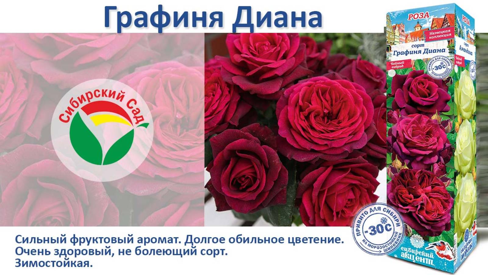 Роза Графиня Диана (Чайно-гибридная) от Агрофирмы "Сибирский сад" смотреть онлайн