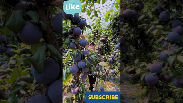 Chinese juicy black plum #fruits #plum смотреть онлайн