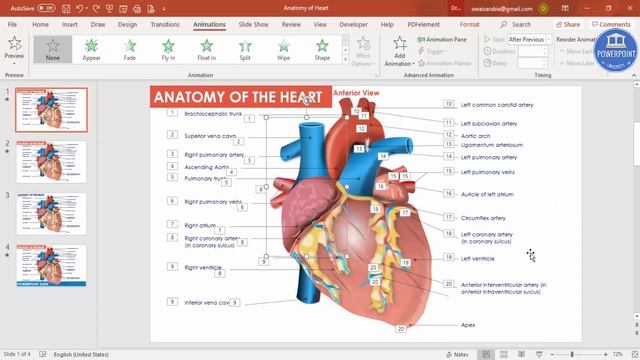 Anatomy of the Heart - PowerPoint template | Free Download | PowerPoint University смотреть онлайн