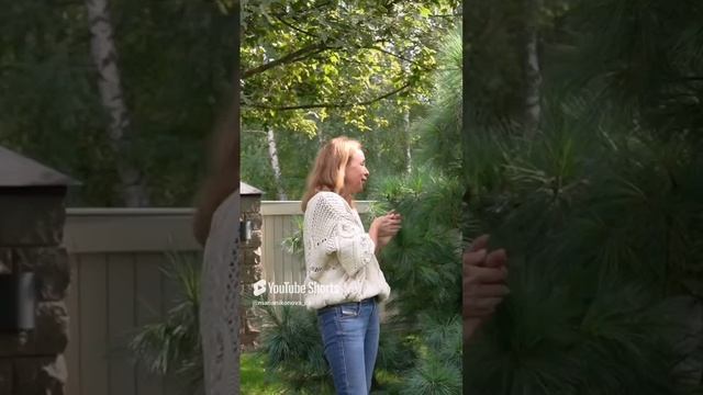 Сосна Шверина Витхорст. смотреть онлайн