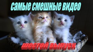 Удивительные животные выпуск шестой 6 #сезонконтентаRUTUBE