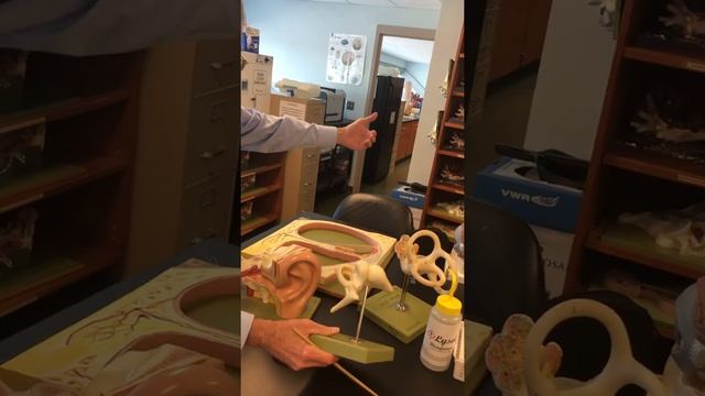 Anatomy & Physiology 1 Auditory Ossicles