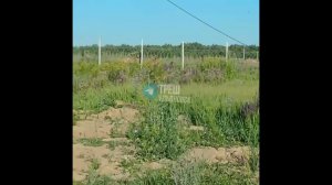 несколько косуль на взлетной полосе у аэропорта Баратаевка
