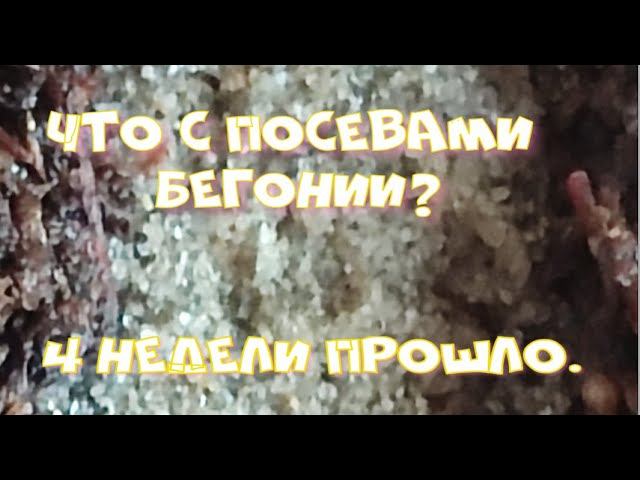 ВСХОДЫ БЕГОНИИ 2024. смотреть онлайн