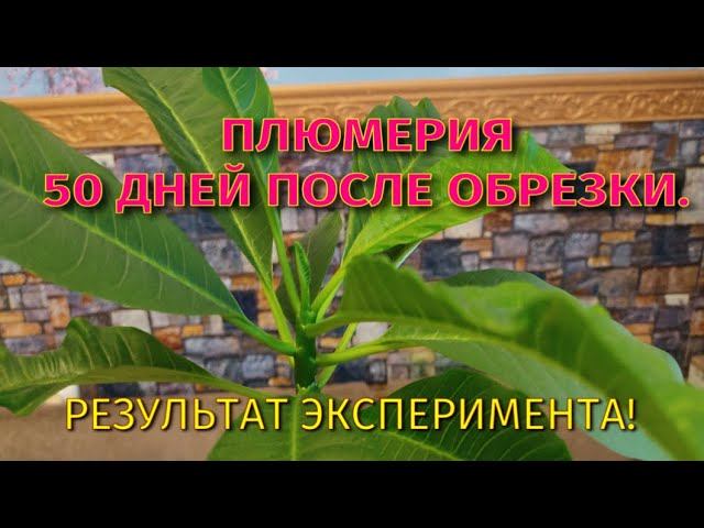Плюмерия 50 дней после обрезки. Результат. Ч3. смотреть онлайн