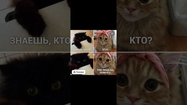 мемы с котами смотреть онлайн