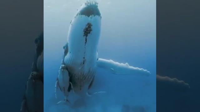 Как поёт горбатый кит?! 🐋 смотреть онлайн