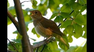 пение соловья