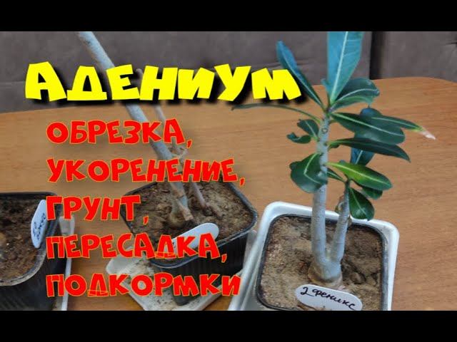Адениум. Обрезка, размножение, укоренение, подкормки. (Ч.3) смотреть онлайн