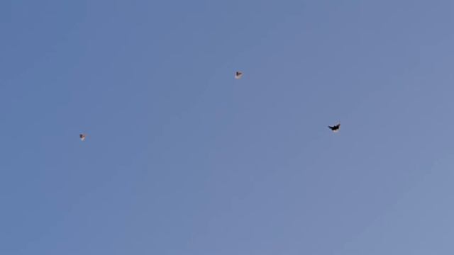 Серая белохвостая на посадке. 26.07.20 г. смотреть онлайн