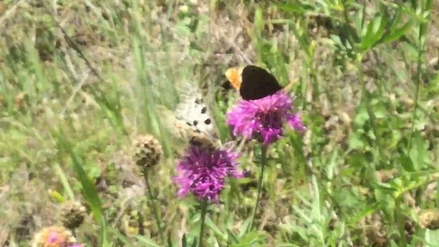 アポロParnassius apollo フェルラジャノメSatyrus ferula (Great Sooty Satyr) &... テッシュ Tasch　2017/07/06 Swiss смотреть онлайн