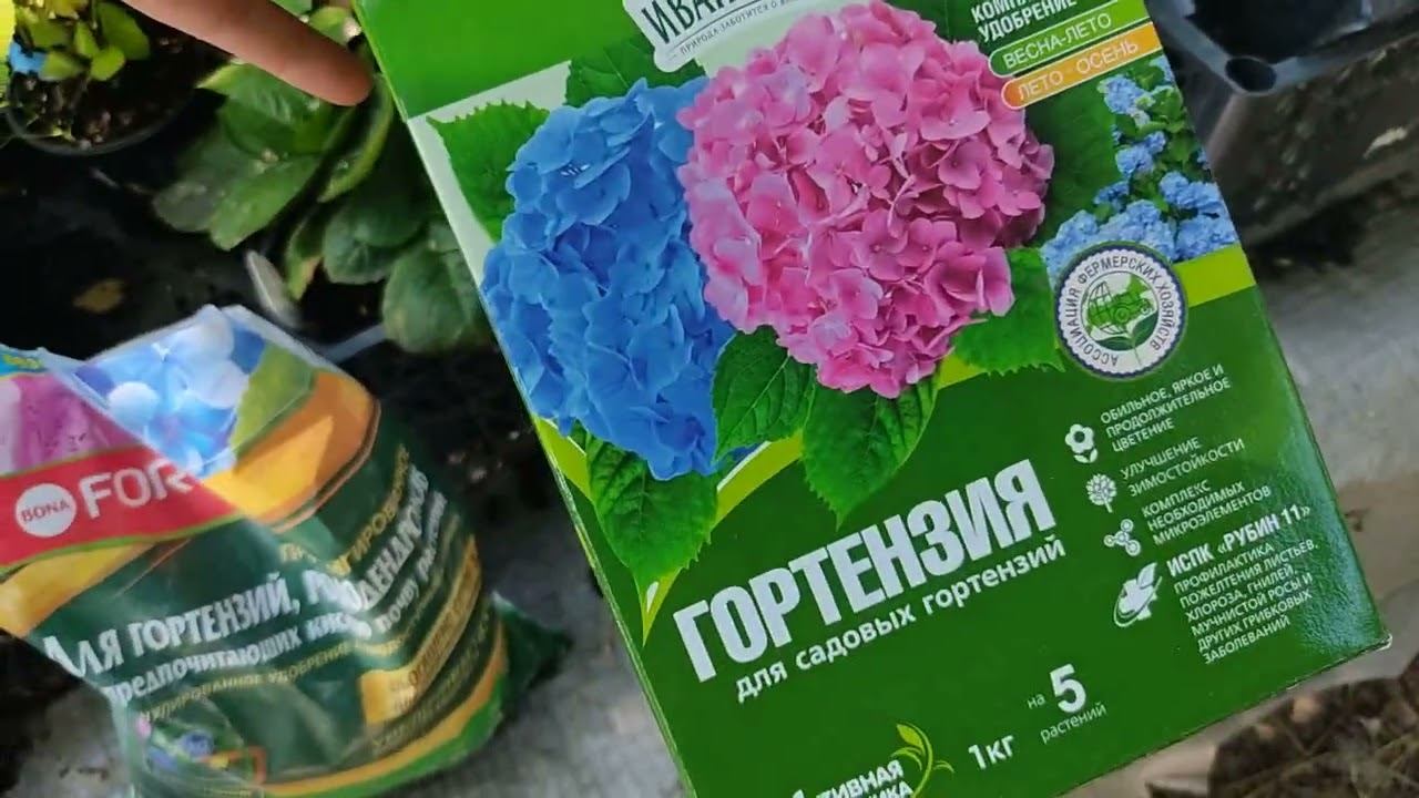 Гортензии. Важные подкормки перед цветением и обзор сортов смотреть онлайн