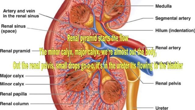 Urinary System Song (Royals) смотреть онлайн