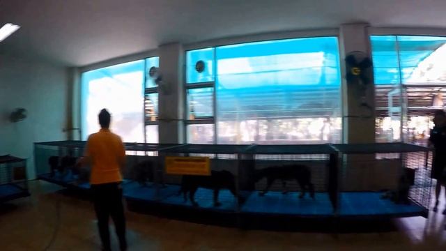 Bangkok | Sriracha Tiger Zoo - Pattaya Day Trip – Part 1 | Travel Guide | Episode# 10 смотреть онлайн