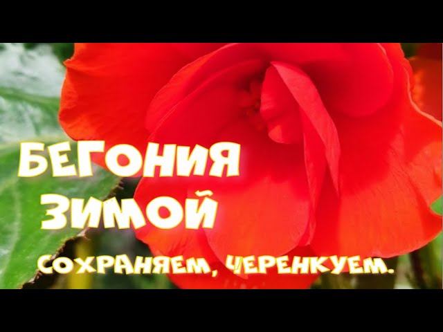Бегонии зимой. Сохраняем, черенкуем. смотреть онлайн