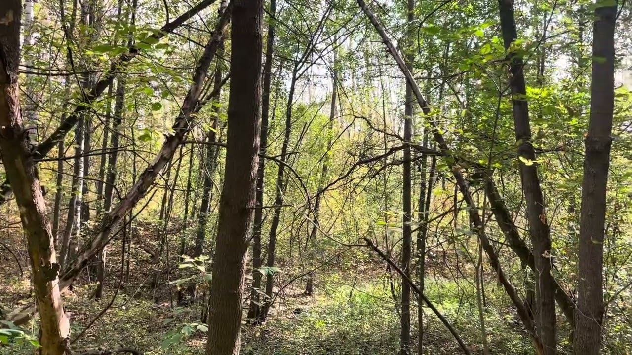 Лес / Пение птиц / Звуки природы. смотреть онлайн