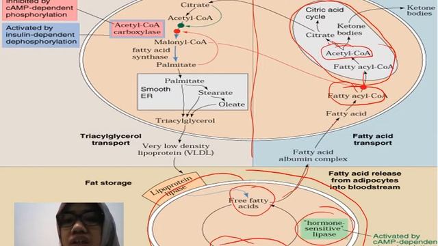 11 BIOSINTESIS LIPID смотреть онлайн