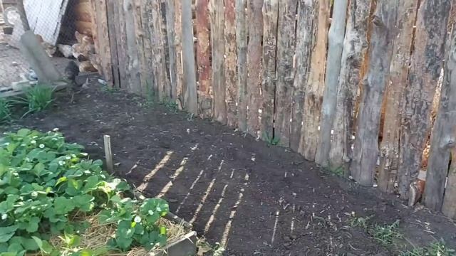 Понравилась ли нам индюшатина??? Целый день в огороде. смотреть онлайн
