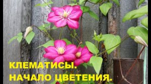 Мои клематисы. Начало цветения.