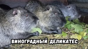 Виноград в КОРМ НУТРИЯМ. 29.10.24