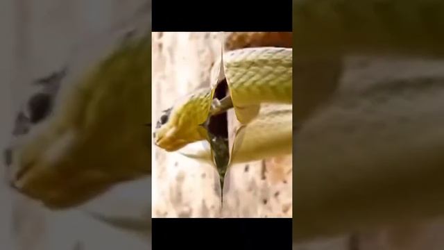 Snake vs Woodpecker 😎 deadly fighting смотреть онлайн