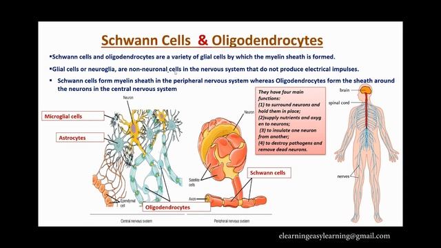 SSLC BIOLOGY (ENGLISH MEDIUM CLASS 10) CHAPTER 1/PART 2- NEURONS & NERVES смотреть онлайн
