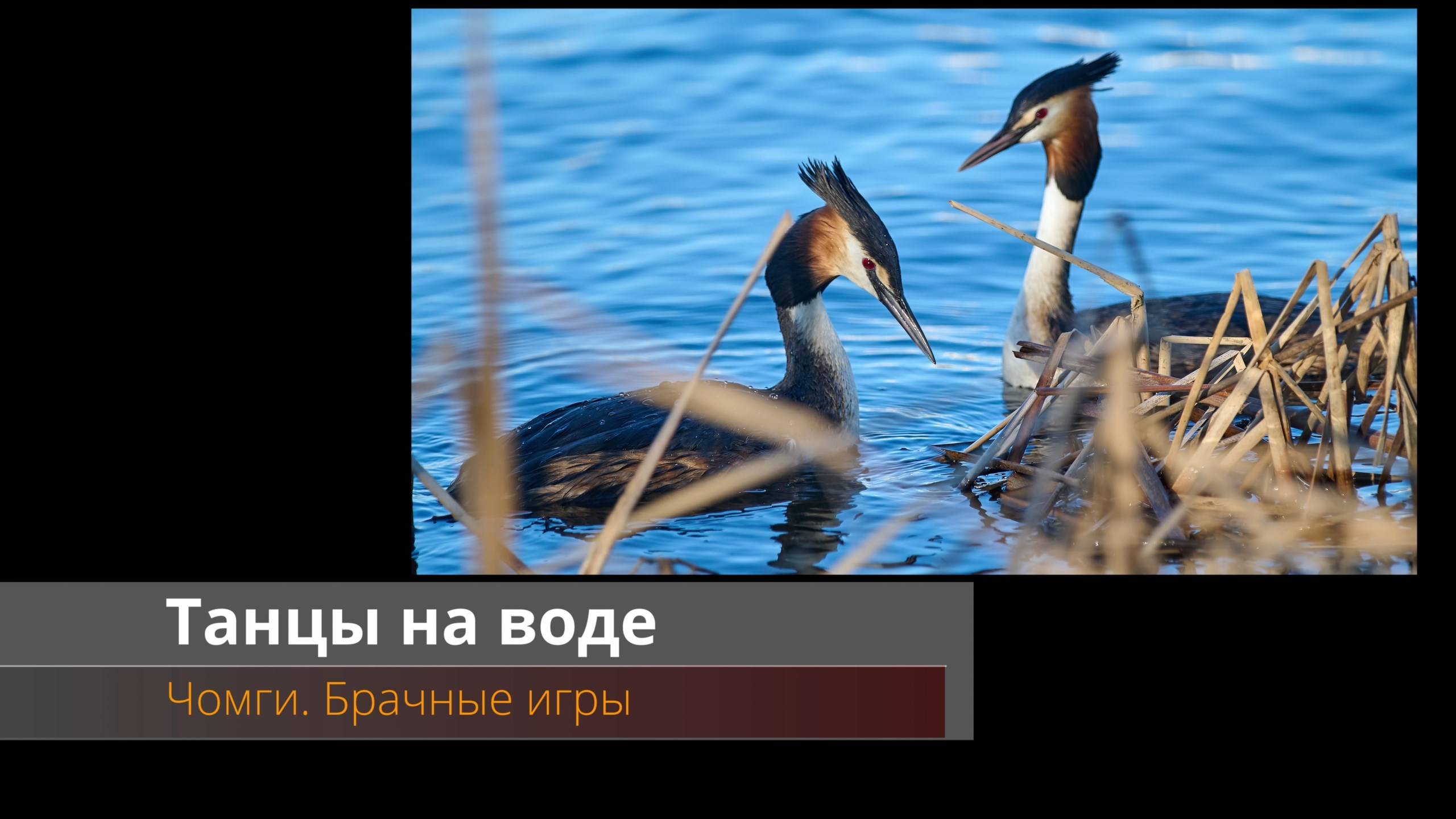 Танцы на воде. Чомги смотреть онлайн