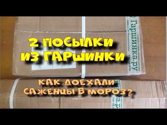 2 посылки из Гаршинки. Как доехали саженцы в мороз? смотреть онлайн