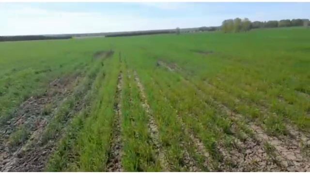 Беспредел на озимых посевах смотреть онлайн