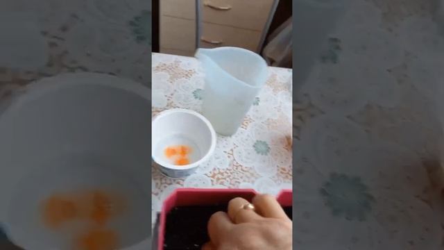 Посадка рассады огурцов для теплицы.