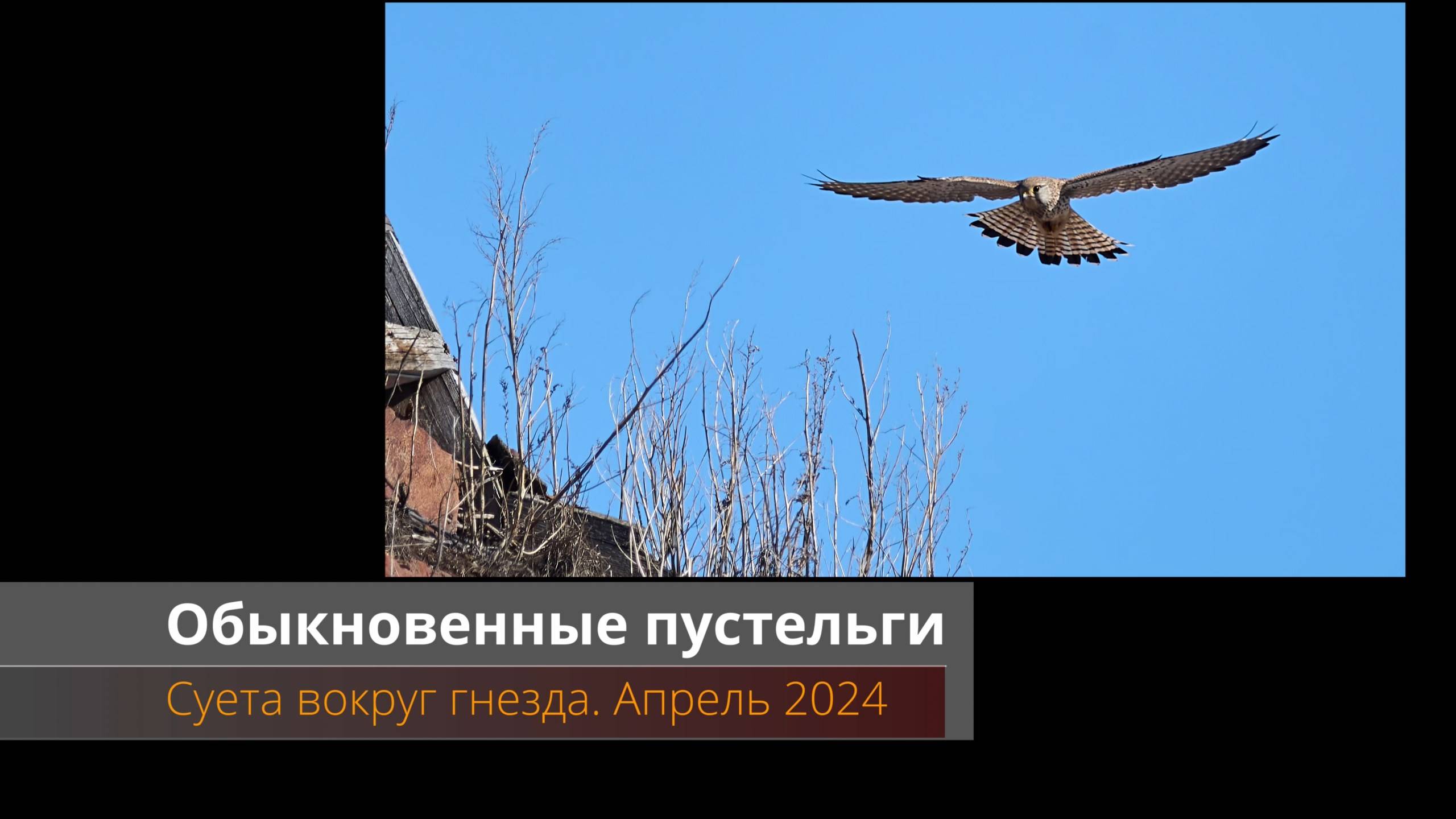 Обыкновенная пустельга смотреть онлайн