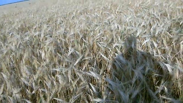 Озимый ячмень за неделю до уборки! смотреть онлайн