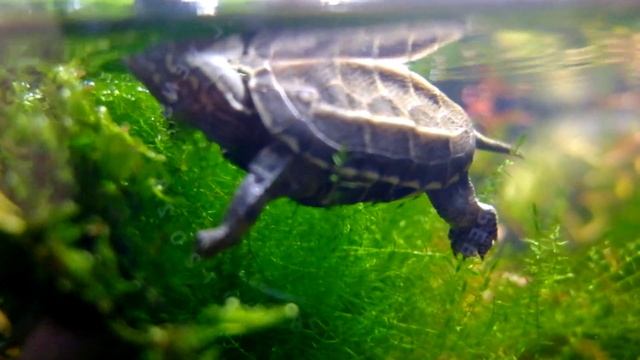 Китайская трехкилевая черепаха (Chinese three-keeled pond turtle) смотреть онлайн