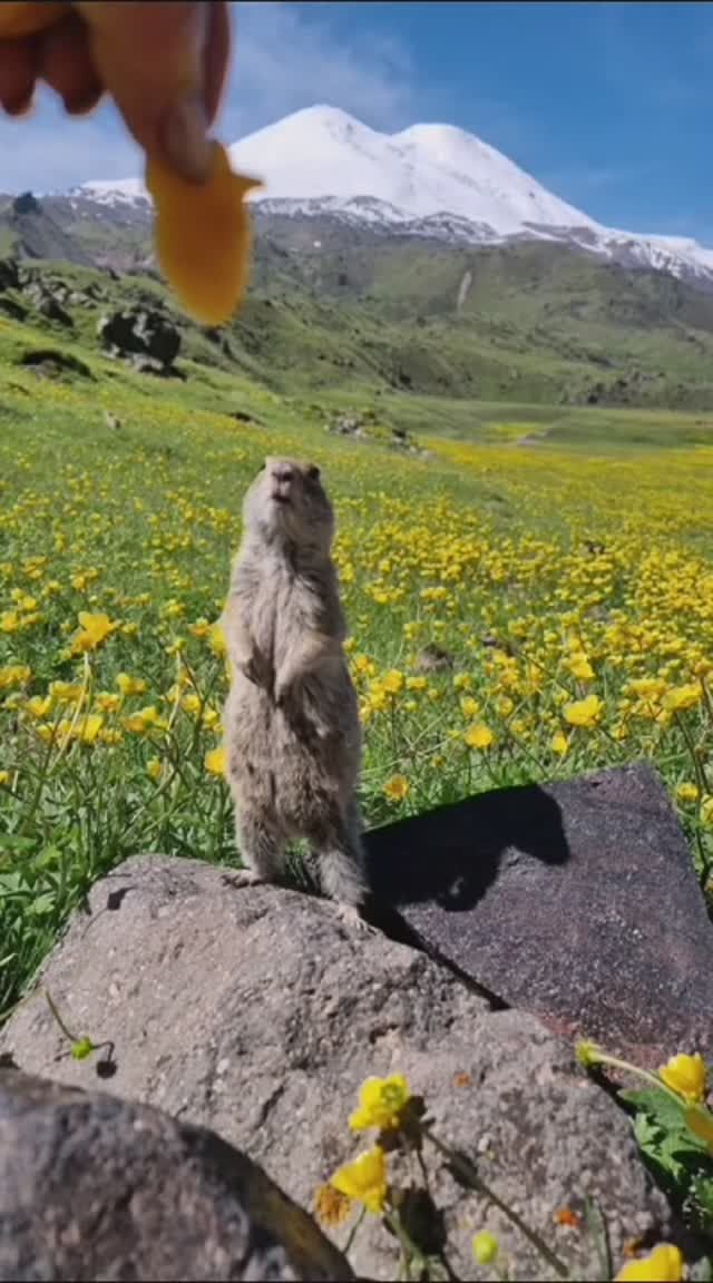 Почти ручные суслики на северном склоне Эльбруса #эльбрус #путешествия #природа #животные смотреть онлайн