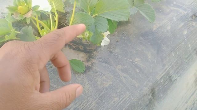 side effect of over amino acid on🍓 strawberry plant/Amino acid foliar spray/analysis of Asim kamboh смотреть онлайн