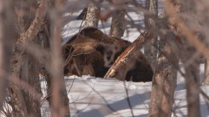 МЕДВЕДЬ ЗАГРЫЗ ЧЕЛОВЕКА