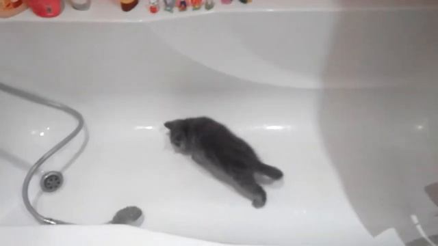 кошка Масяня 2 смотреть онлайн