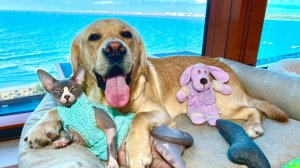 Дени и Мэни на море 🌊 Заселились в отель, с лучшим видом на море в стране😍