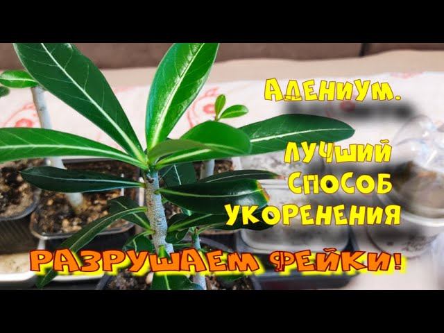 Адениум. Через месяц после обрезки. Итоги укоренения. (Ч.4) смотреть онлайн