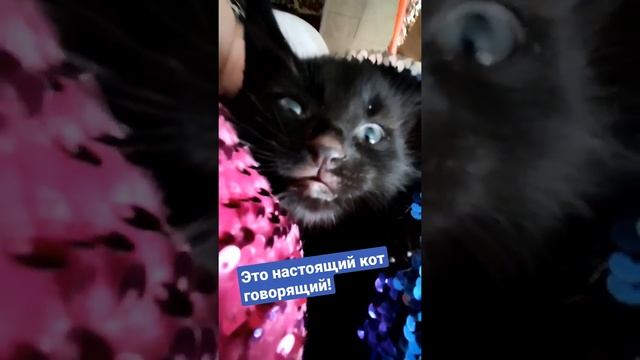 Это настоящий кот говорящий !!! смотреть онлайн