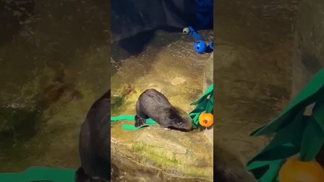 Sea Otters Snacking смотреть онлайн