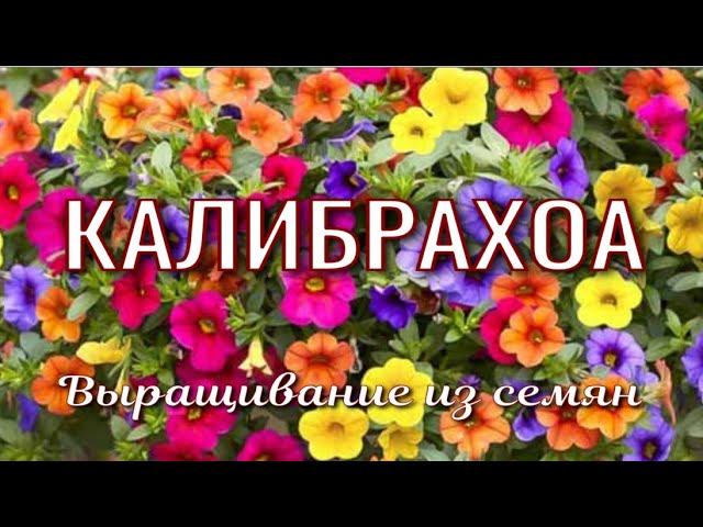 Посев калибрахоа. Выращиваем из семян. смотреть онлайн