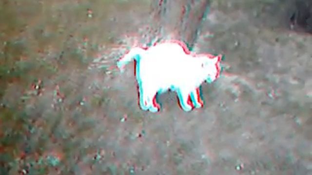 big-fat-3d-stereo-anaglyph-red-cyan-cat.avi смотреть онлайн