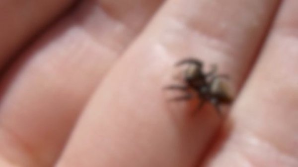 Пауки SCP [Ужасы Фонда]