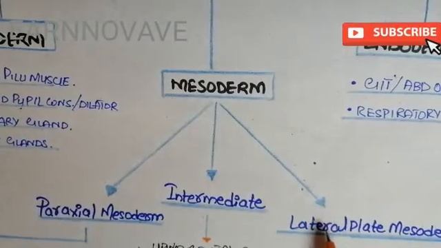 DERIVATIVES OF GERM LAYERS ( EASY CHART ) || Ectoderm ,Endoderm,Mesoderm derivatives смотреть онлайн